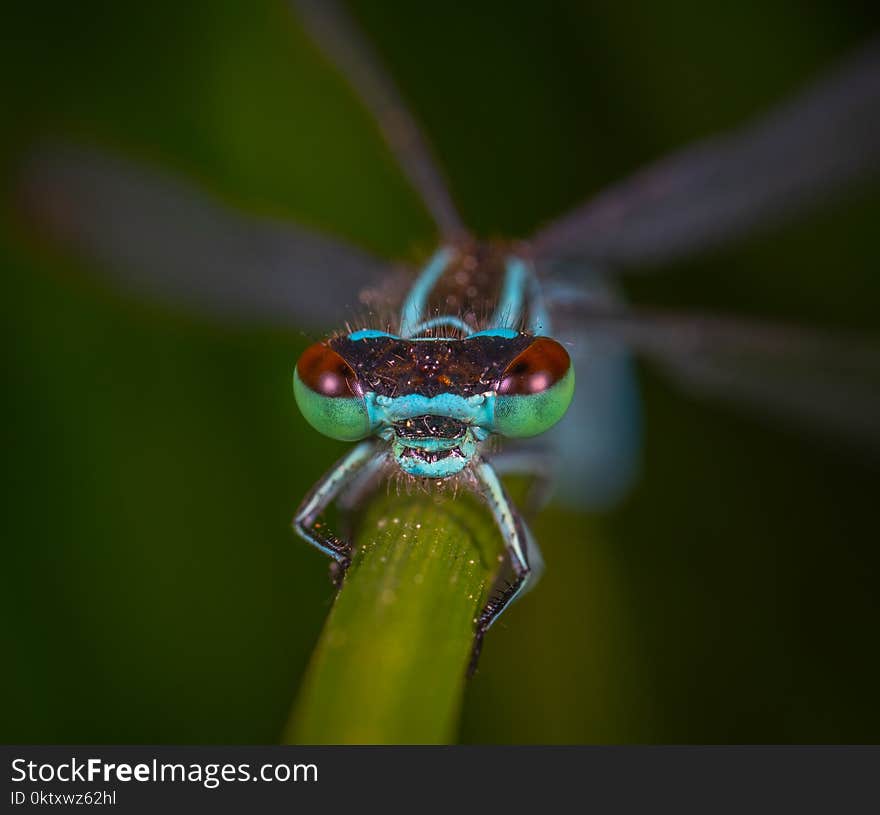 Multicolored Winged Insect