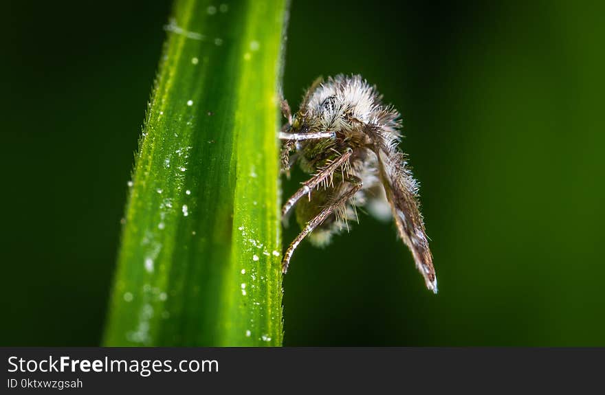 Beige Insect Perched on Green Leaf