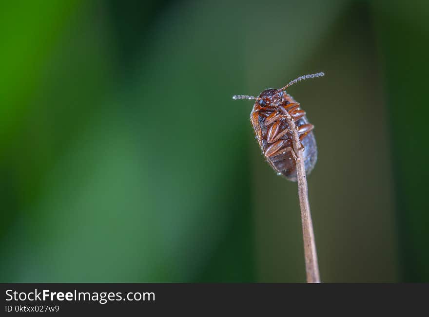 Macro Photo of Brown Beetle on Brown Stem