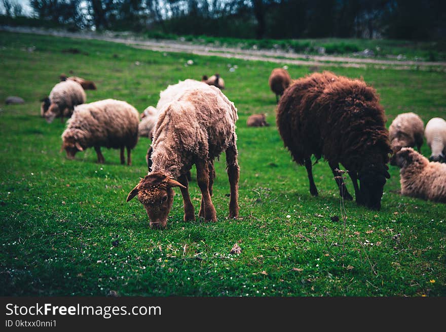 Group of Sheep at the Field