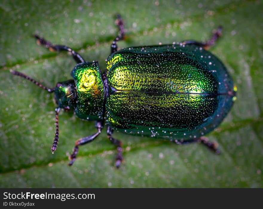 Macro Photography of Jewel Beetle on Green Leaf