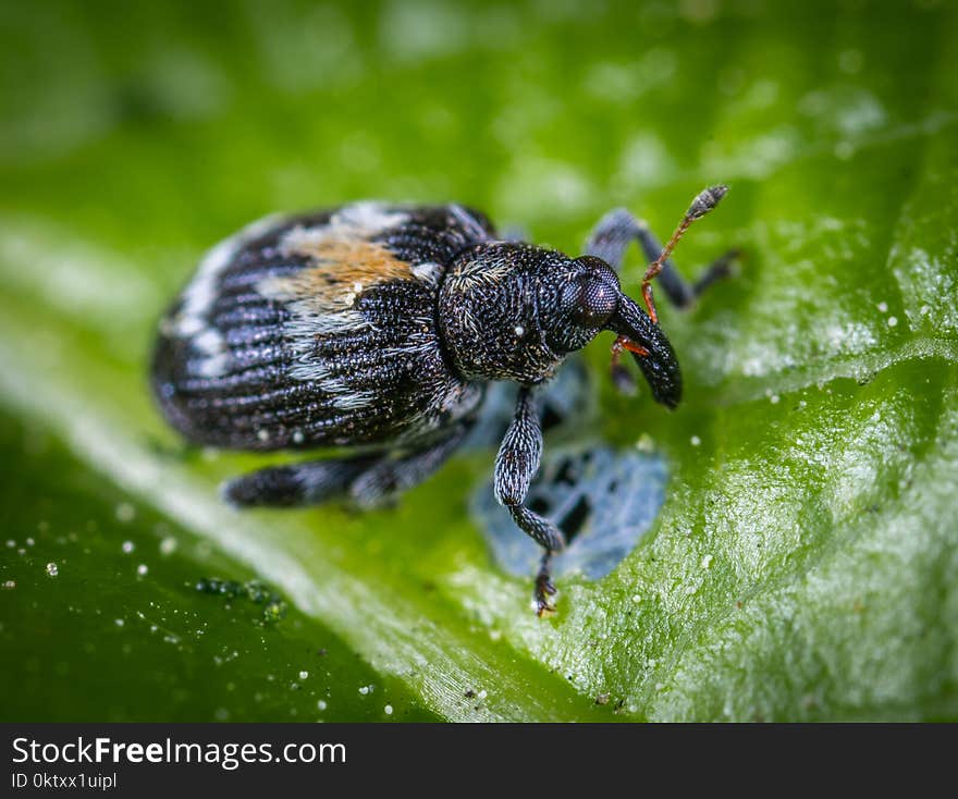 Macro Shot Photography of Black Insect on Top of Green Leaf