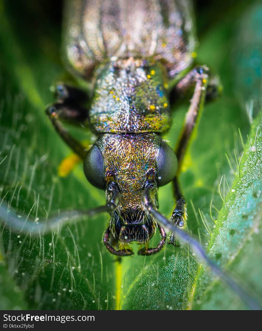 Macro Shot Photography of Brown Beetle