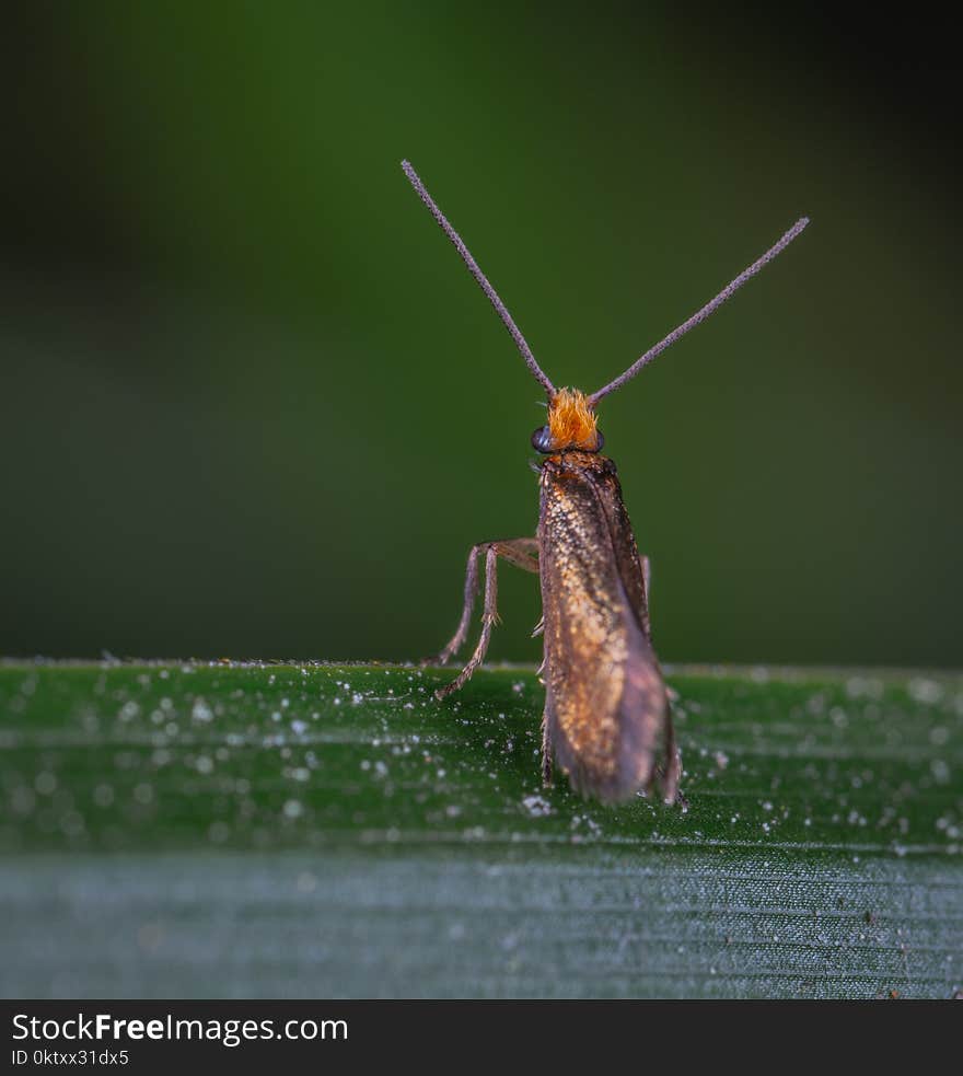 Brown and Orange Insect