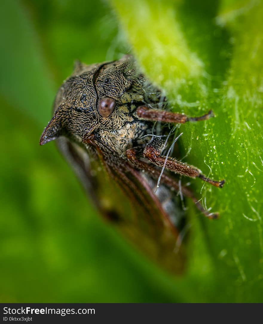 Macro Photography of Gray and Brown Tree Hopper on Green Leaf