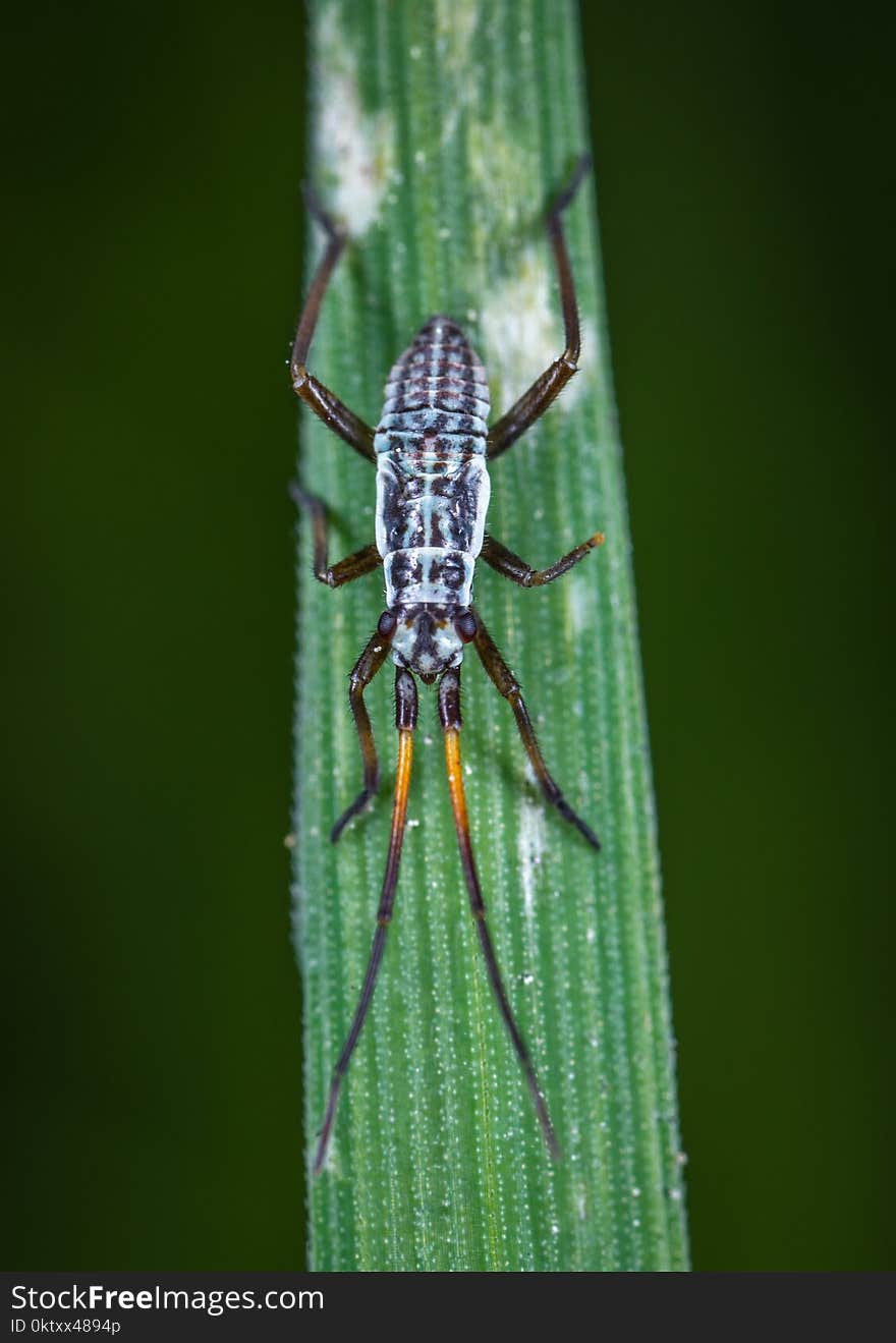 Macro Photo of White and Black Eastern Longhorn Beetle