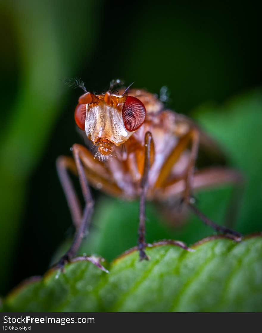 Macro Photography of Brown Fly on Green Leaf