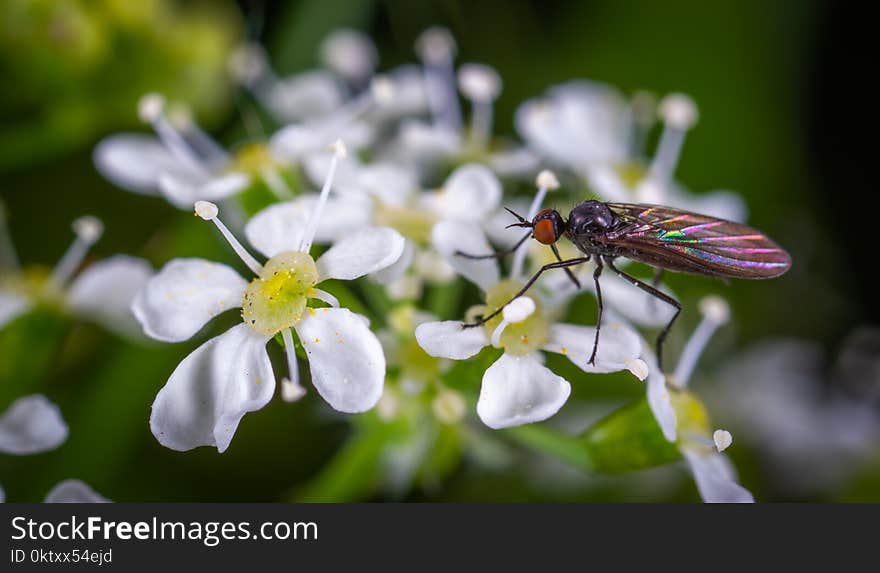 Jeweled Winged Insect Perched on White Leaf