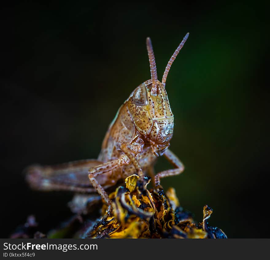 Macro Photo of Brown Grasshopper