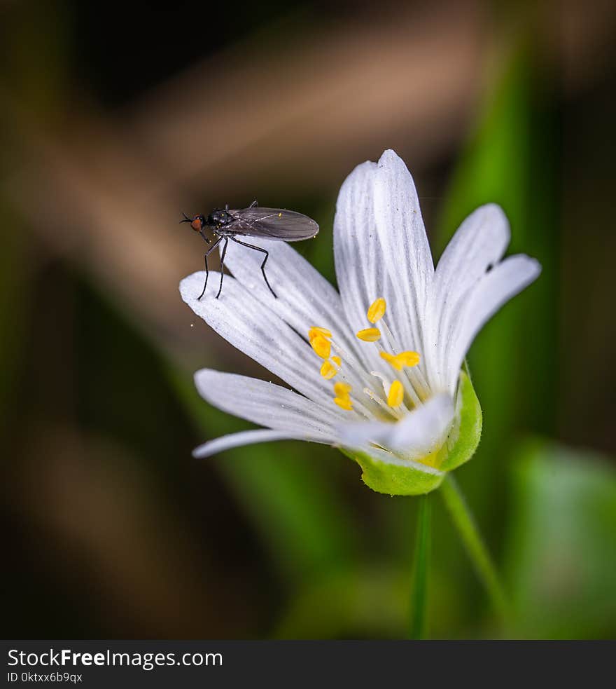 Black Fly on White Clustered Flower