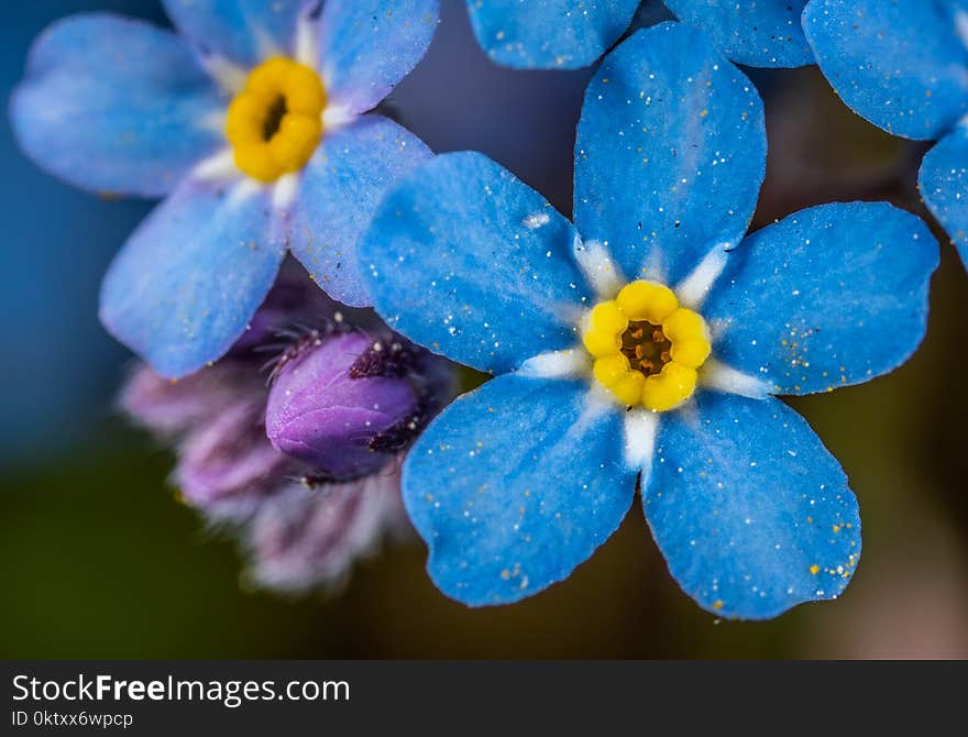 Selective Focus Photography of Blue and Yellow Flowers