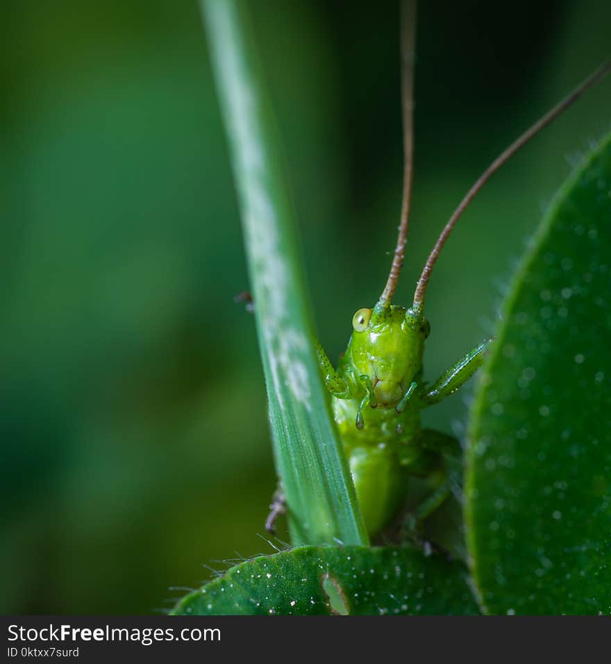 Closeup Photography of Green Grasshopper on Plant