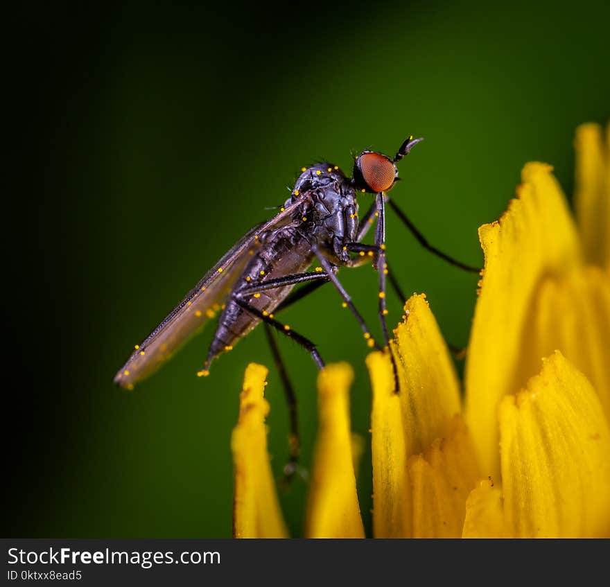 Macro Photo of Black and Red Robber Fly