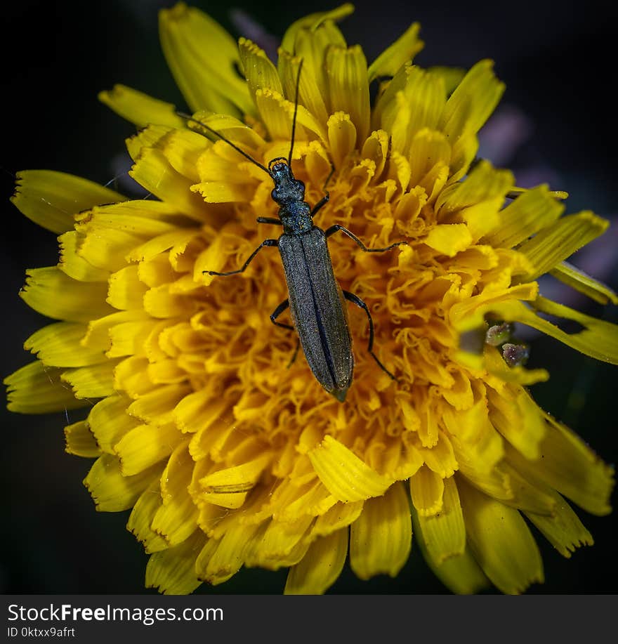 Macro Photo of Black Blister Beetle on Yellow Flower