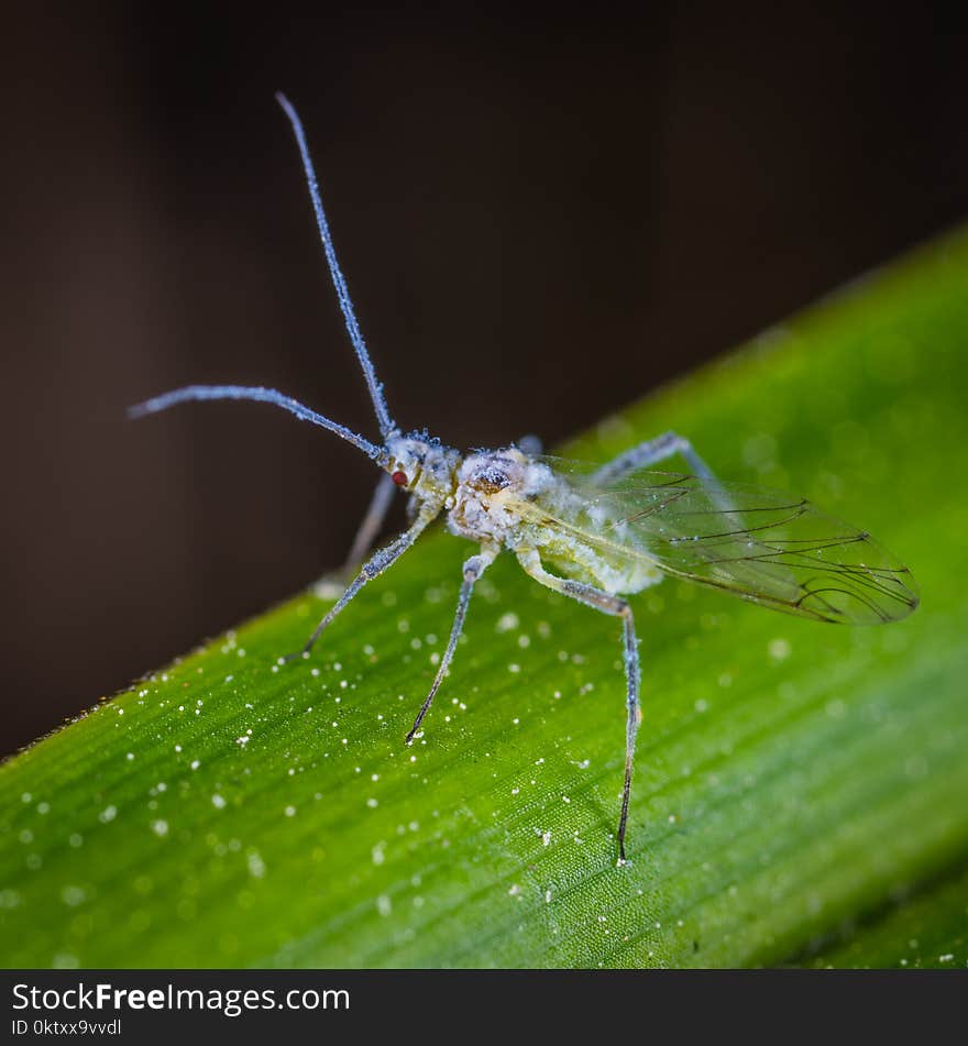 Clear and Gray Insect on Top of Green Stem