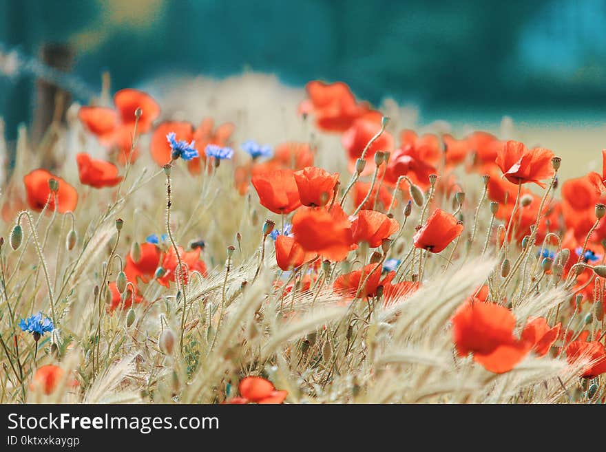 Orange Flower