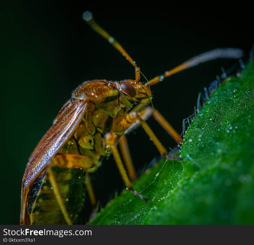 Macro Photography of Brown Beetle on Green Leaf