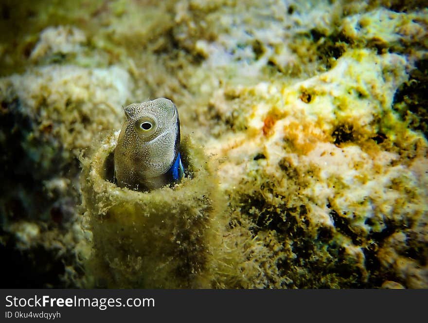 Small Marine Fish - Lance Blenny Aspidontus Dussumieri