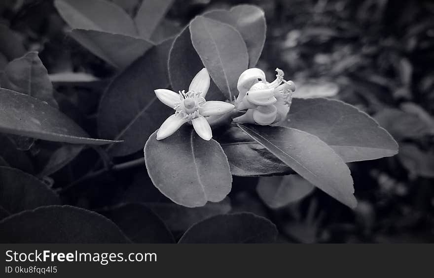 Beauty of nature of lemon flower. Beauty of nature of lemon flower