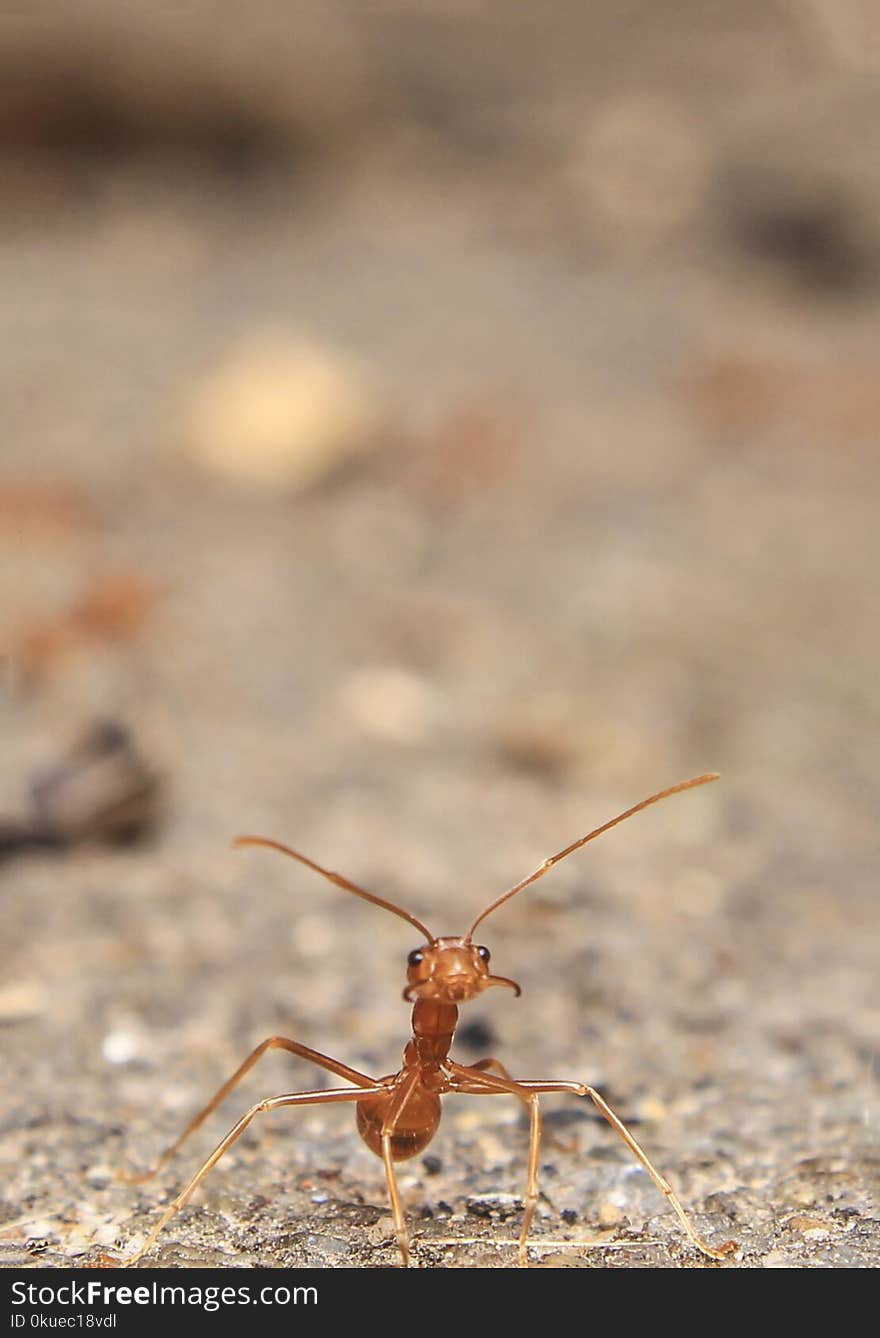 Close-up Photography of Ant