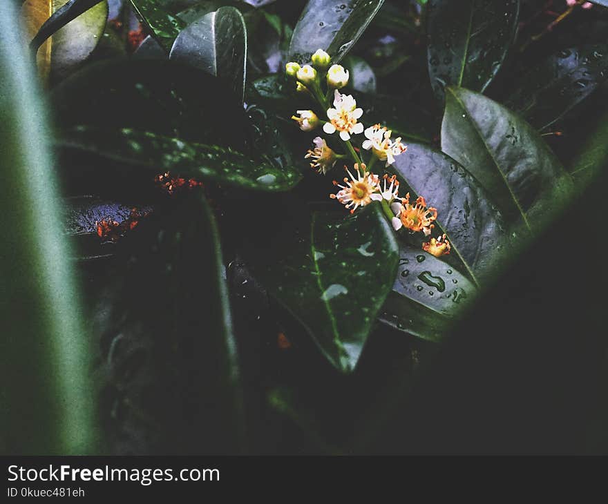 Shallow Focus Photography of Plants