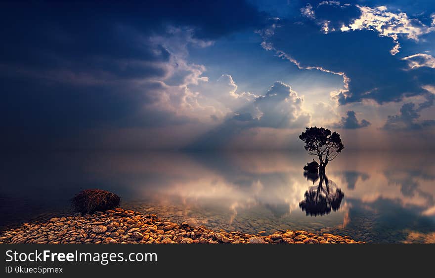 Reflecting Photo of Trees and Body of Water