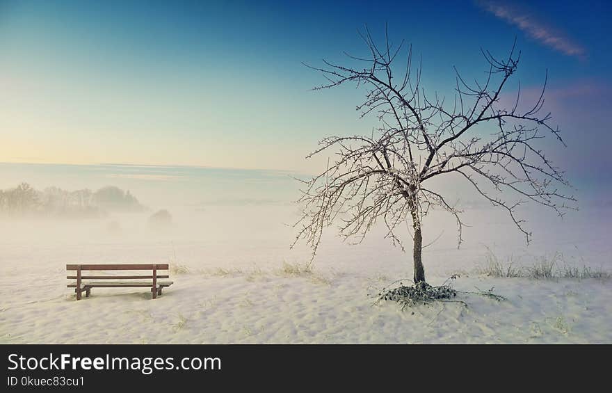 Photo of Withered Tree Near Bench on Snow