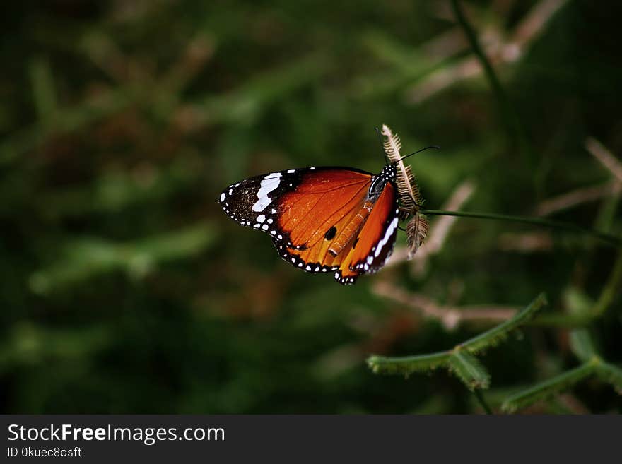 Close-up Photography of Butterfly