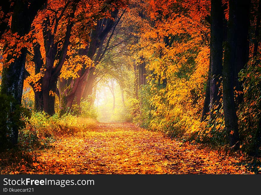 Photography of Maple Trees