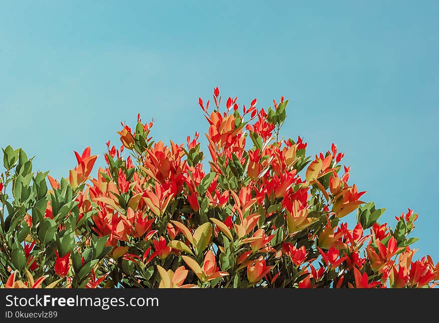 Red and Yellow Flower