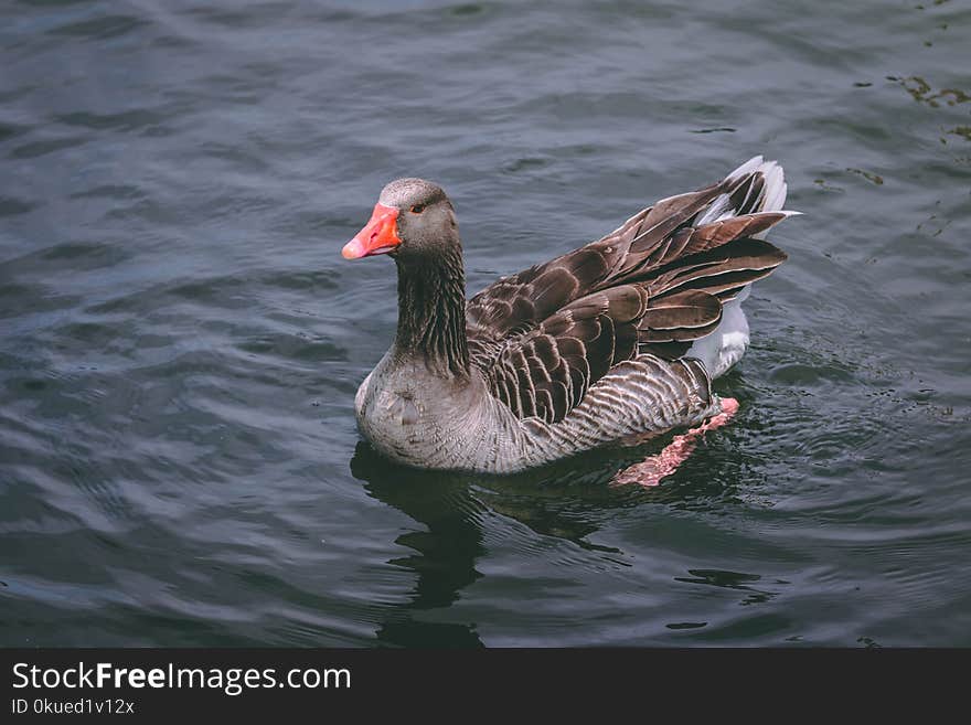 Gray and Black Duck