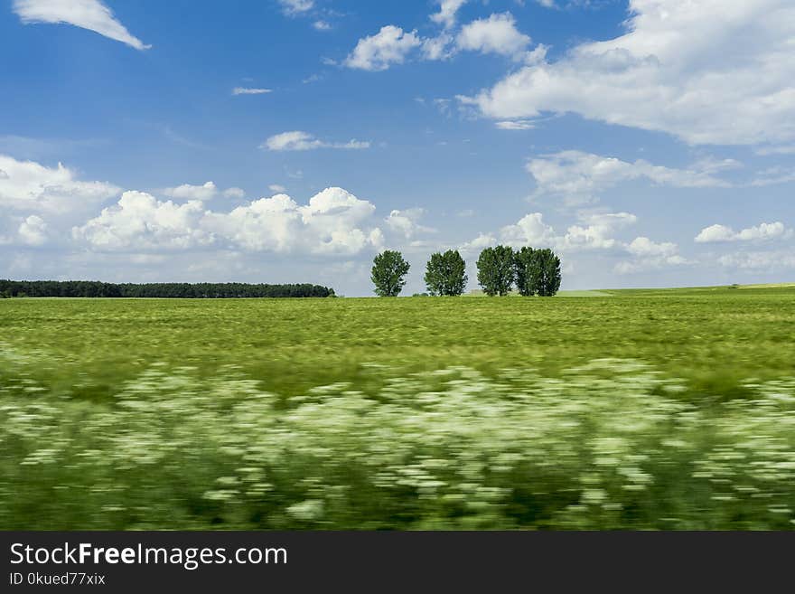 Green Grass Field