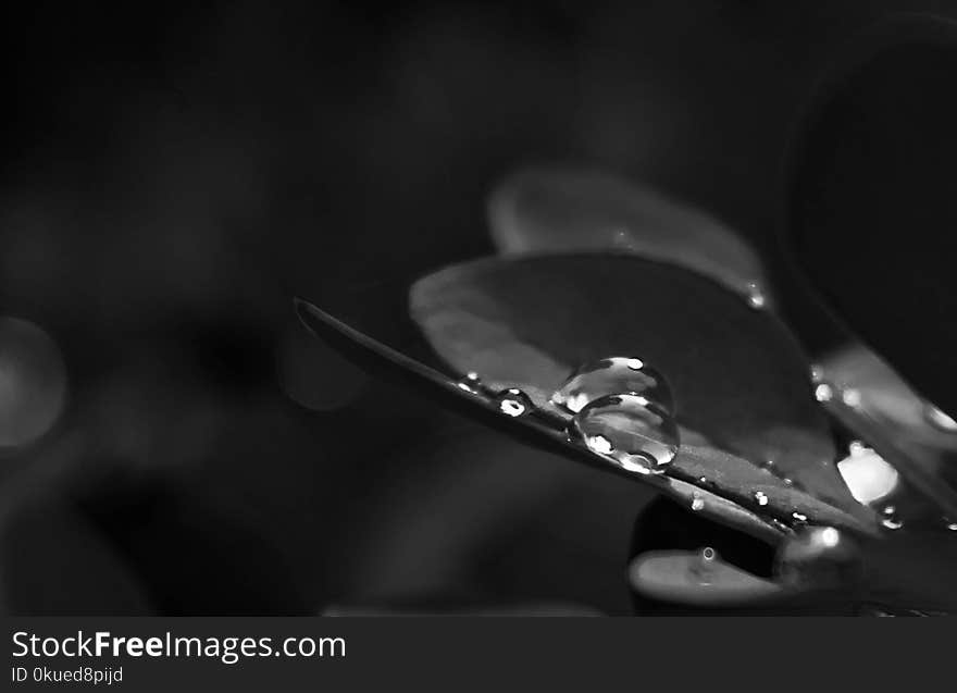 Grayscale Photo of Drew Drops on Plant