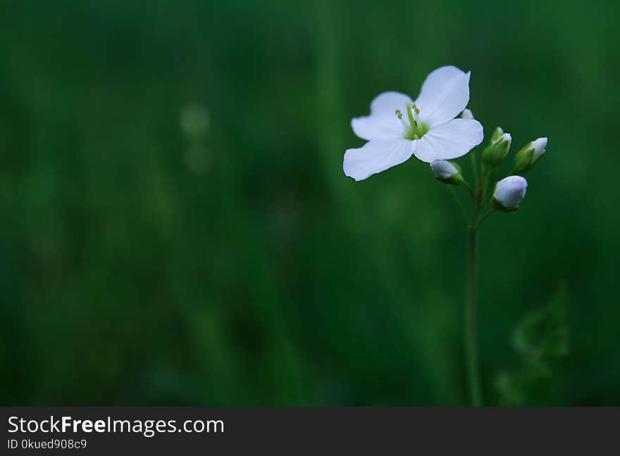 Selective Focus Photography of White Flower