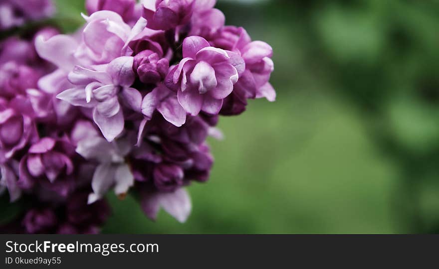 Macro Photography of Pink Petaled Flowers