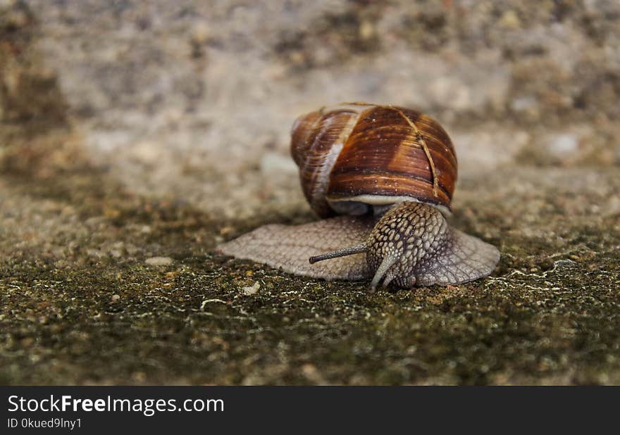 Close-up Photography of Snail