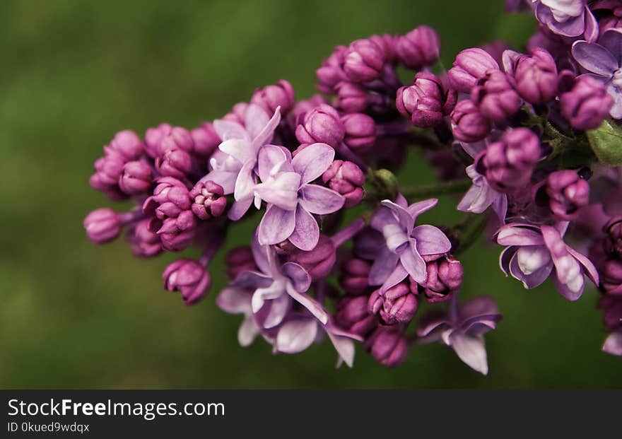 Close-up Photo of Purple Petal Flowers