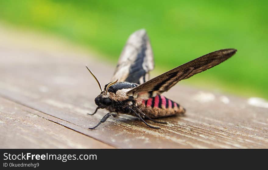 Brown and Black Hawk Moth on Wood