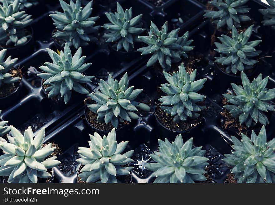 Green Leafed Plant Lot