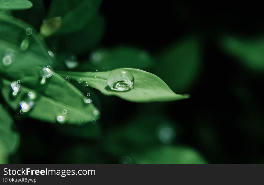 Macro Photography of Droplets on Leaves