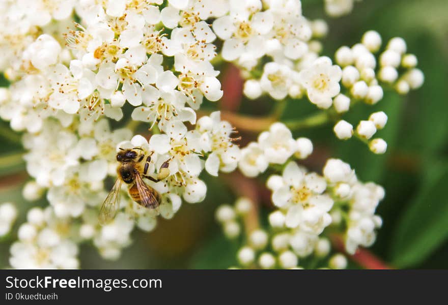 Tilt Shift Lens Photography of Bee on White Flower