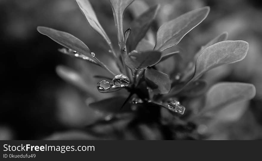 Grayscale Photo of Plant