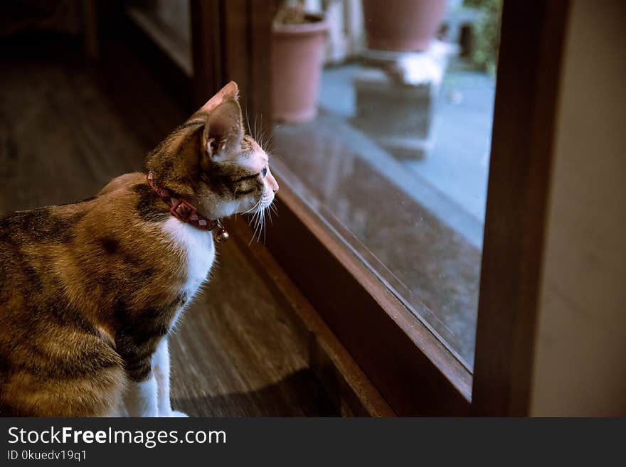 Gray and Black Cat Standing Near Window