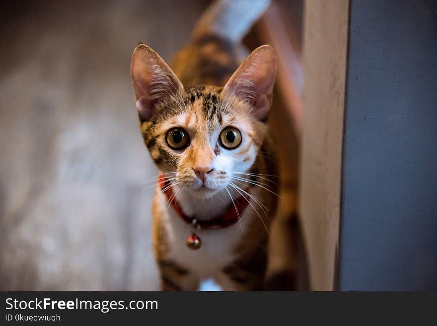 Closeup Photography of Brown Tabby Cat With Bell on Neck