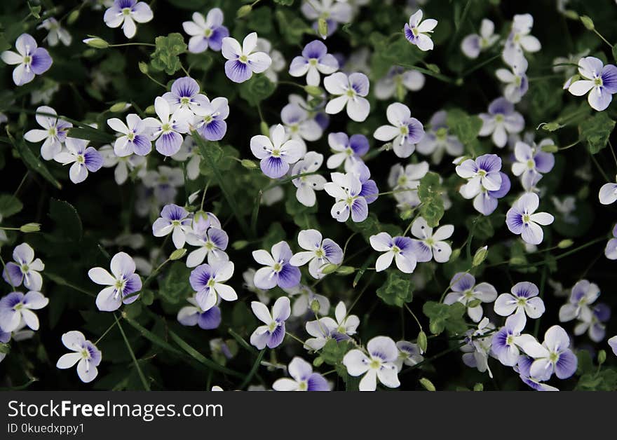 White and Purple Petaled Flowers