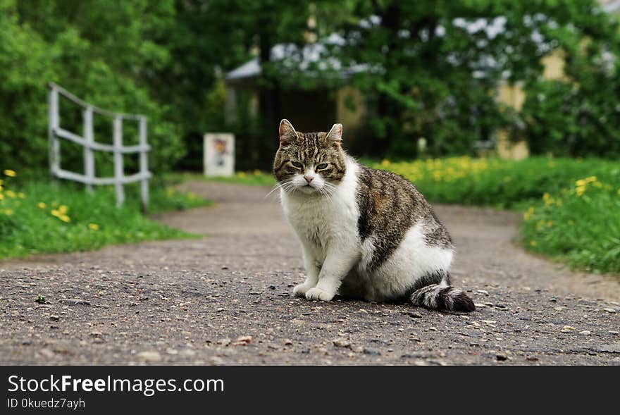 White and Brown Cat Between Path