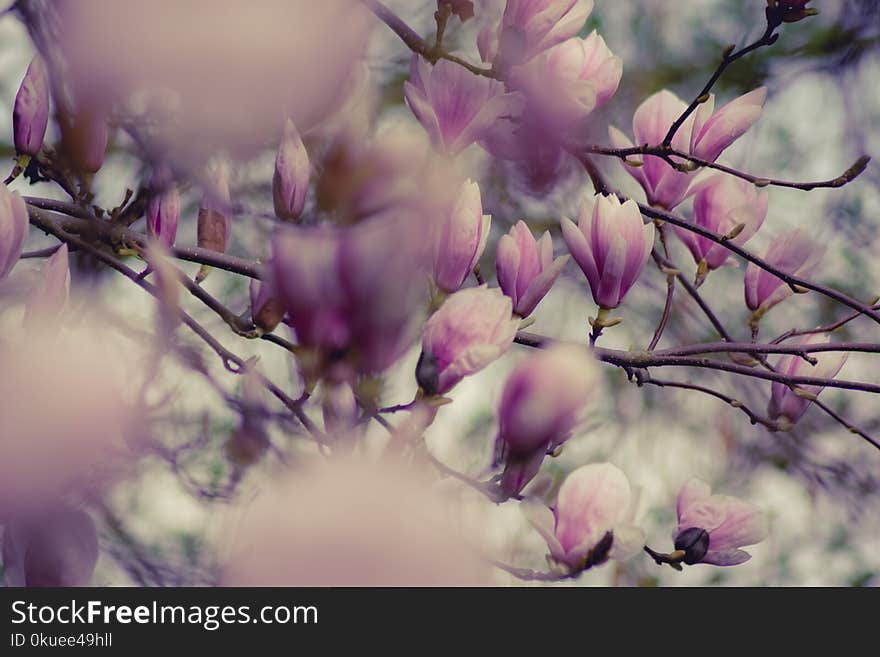 Close-up Photography of Magnolia Flowers