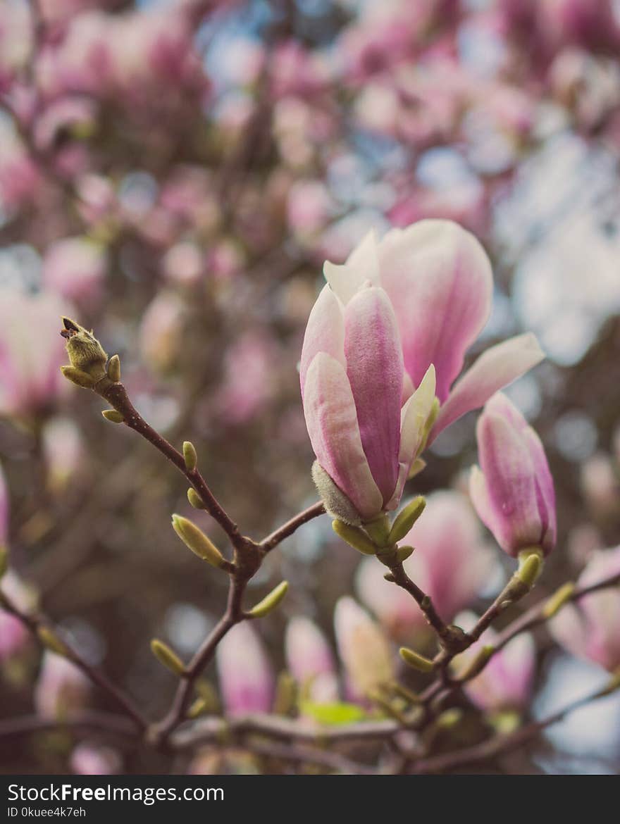 Close-up Photography of Magnolia Flowers