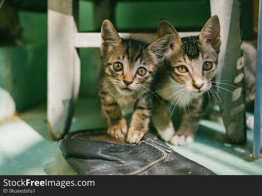 Two Brown Tabby Kittens