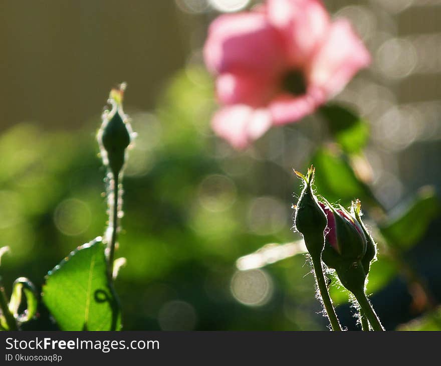 Rosebuds with pink flower and blurry background